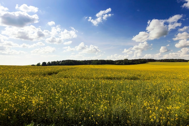 Het onrijpe groene gras groeit op landbouwgebied