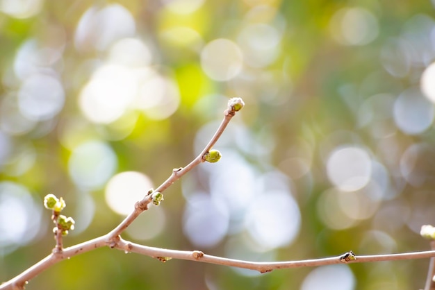 Het ontwaken van de natuur in de lente takken met gezwollen knoppen en het openen van jonge bladeren zachte bokeh