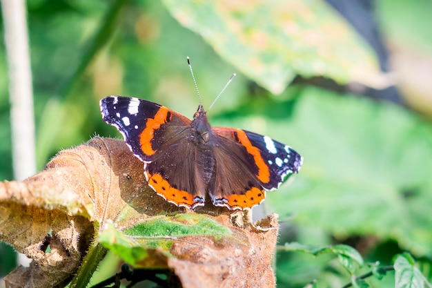 Het oog van de vlinderpauw zit op een droog blad