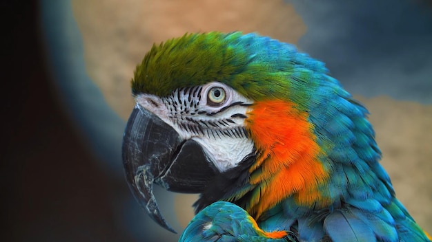 Het oog van een papegaai
