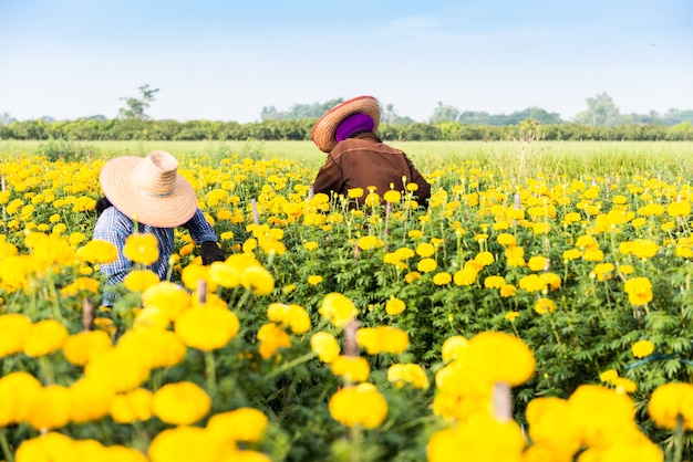 het oogsten van goudsbloemen bloemen