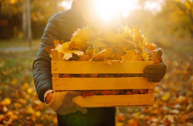 Het oogsten van herfstbladeren De man reinigt het herfstpark van gele bladeren Het schoonmaken Seizoensgebonden tuinieren