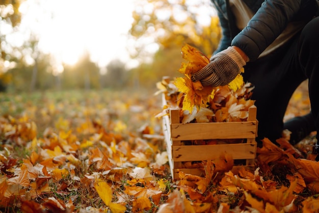 Het oogsten van herfstbladeren De man reinigt het herfstpark van gele bladeren Het schoonmaken Seizoensgebonden tuinieren