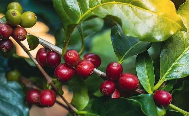 het oogsten van koffiebessen door landbouw. Koffiebonen rijpen aan de boom in het noorden van Thailand