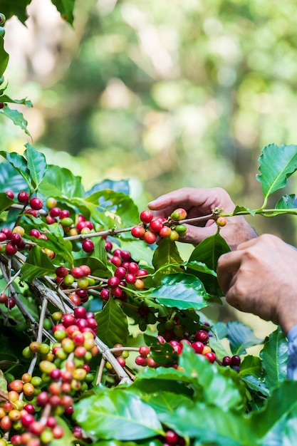 Foto het oogsten van koffiebessen door landbouw. koffiebonen rijpen aan de boom in het noorden van thailand