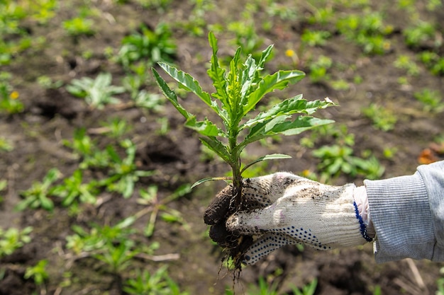 Het opgraven van de onkruidzaaidistel in de tuin Selectieve aandacht