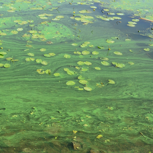 Het oppervlak van een oud moeras bedekt met eendenkroos en leliebladeren
