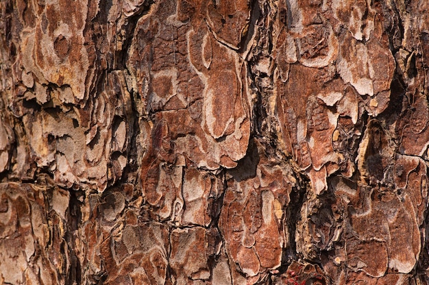 Het oppervlak van een oude mahonie (Swietenia mahagoni) boomschors voor natuurlijke achtergrond