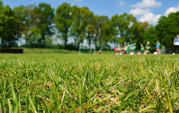 Het oppervlak van het gras op het veld ten opzichte van de bomen