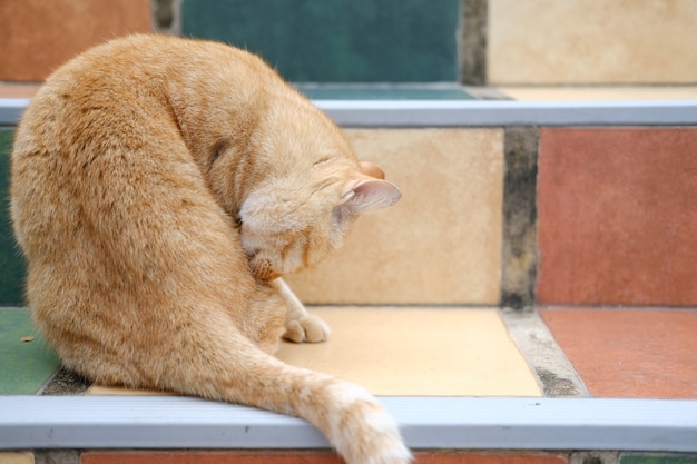 Het oranje katachtige katachtige kat liggen rusten op treden