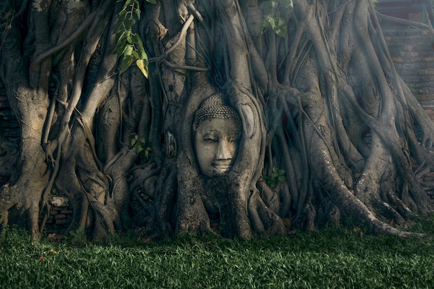 Het oude hoofd van Boedha onder de boom in de oude tempel in Phra Nakhon Si Ayutthaya, Thailand