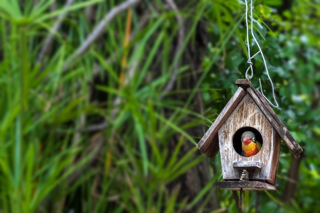 Het oude houten vogelhuis hangen onder grote boom