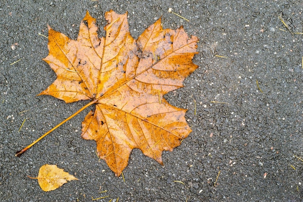 Het oude rotte esdoornblad ligt op zwart korrelig asfalt voor een herfstlandschap