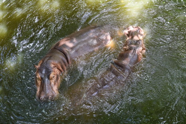 Het paar Grote nijlpaard drijft in de rivier