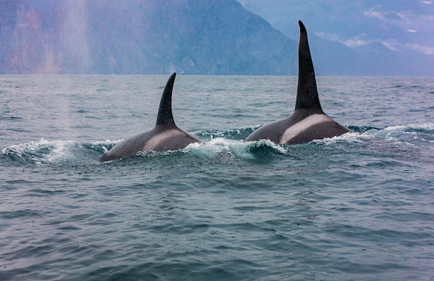 Het paar vluchtige orka's reizen door de wateren van de baai van Avacha Kamtsjatka