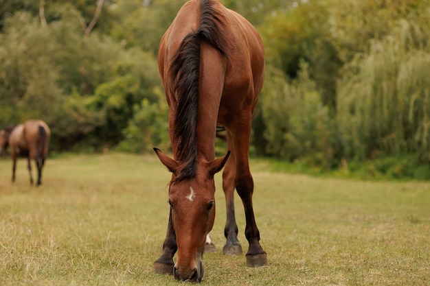 Het paard boog zijn hoofd naar beneden en knabbelde in de herfst aan gras in de wei