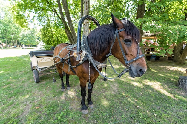 Het paard dat in de zomer aan de kar wordt gespannen