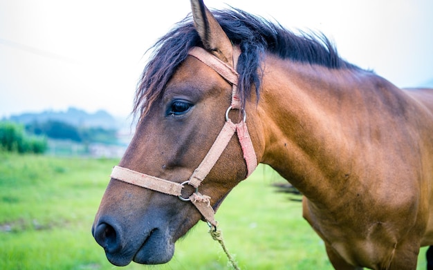 Het paard graast groen grasland tijdens het moessonseizoen