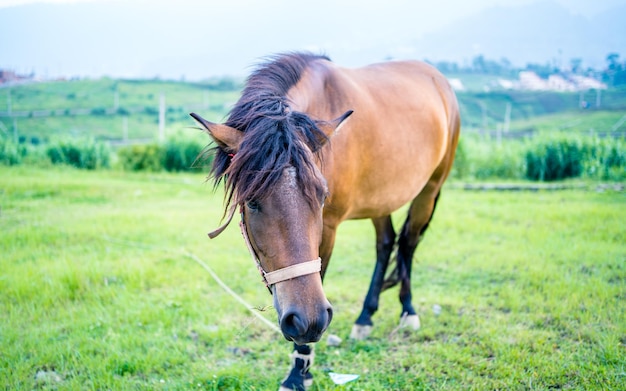 Het paard graast groen grasland tijdens het moessonseizoen