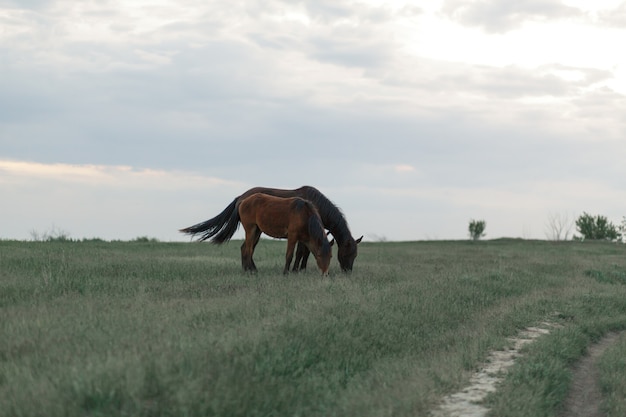 Foto het paard graast op een groen gazon bij bewolkt weer. bewolkte lucht.