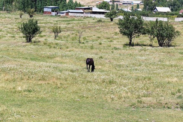 Het paard graast op een zomerse hoek Landbouw Begrazing Zomers berglandschap