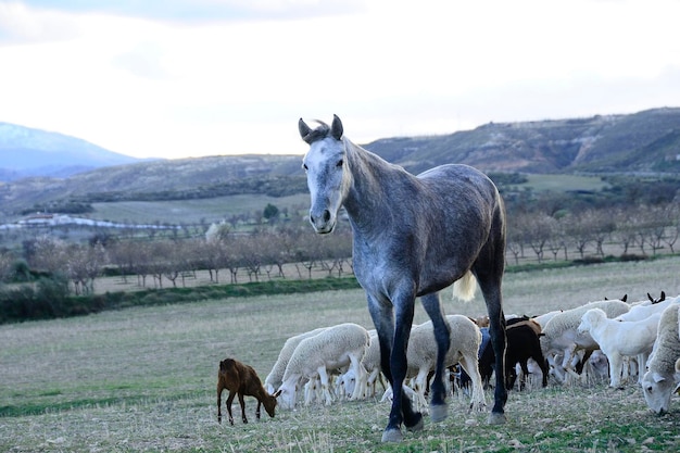 Het paard is een gedomesticeerd zoogdier uit de familie van paardachtigen.