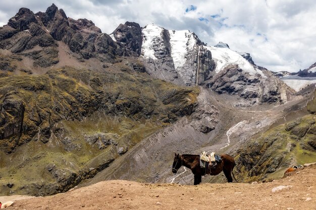 Het paard staat tegen de achtergrond van de bergen Vinikunka Peru Rainbow Mountains