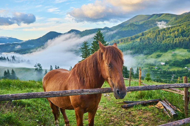 Het paard weidt in een bergweide waar na regen de groene weiden in de alpiene streek in de Karpaten bedekt zijn met een zee van mist