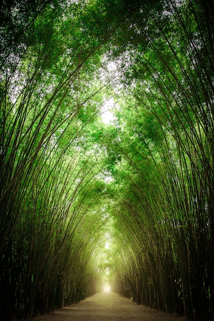 Het pad geflankeerd door twee zijden zonder bamboebos.