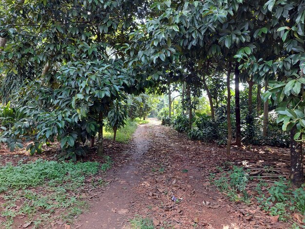 Het pad in het bos Forrest pad manier