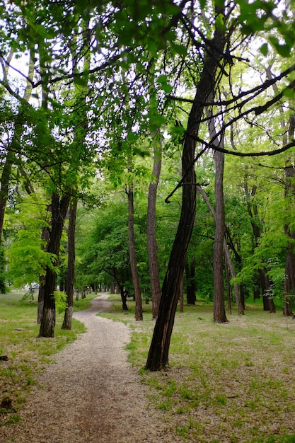 Het pad in het bos. Loop in het park op een zonnige zomerdag.