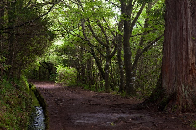 Het pad liep door het bos langs de levada