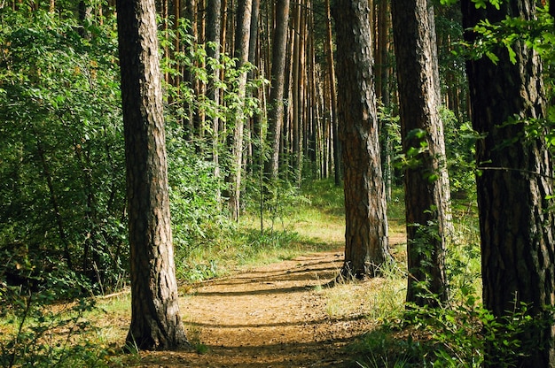 Het pad loopt tussen vier stammen van pijnbomen zonovergoten zomerzon in een groen naaldbos