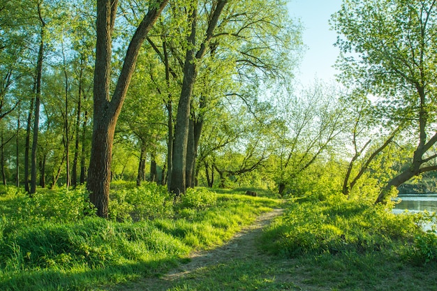 Het pad tussen de bomen en gras