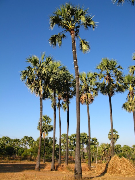 Het palmbos in Myanmar