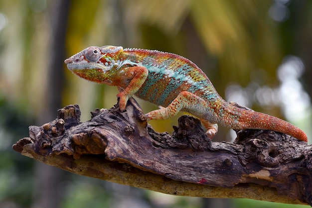 Het panterkameleon (Furcifer pardalis) op een boomtak