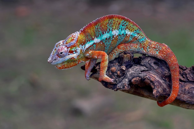 Het panterkameleon (Furcifer pardalis) op een boomtak