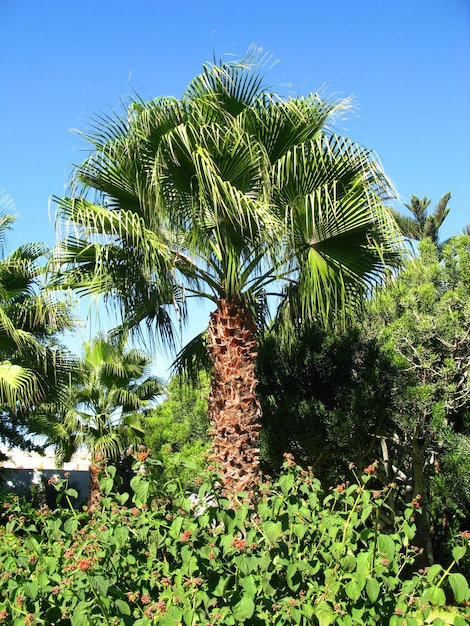 Het park in Agadir Marokko