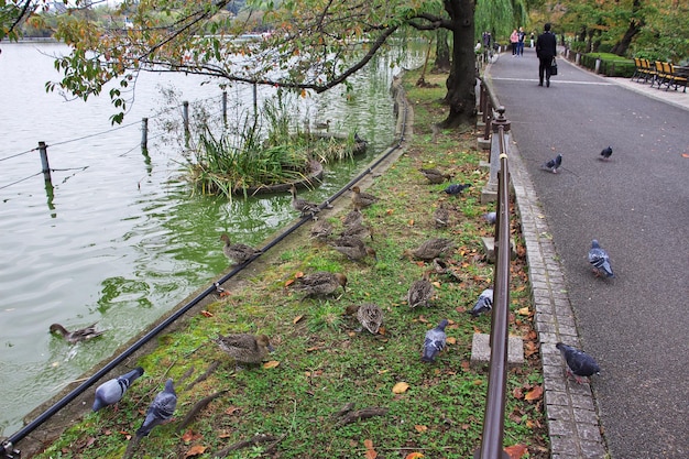 Het park in het centrum van tokyo japan