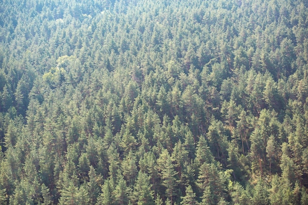 Het patroon uit het sparrenbos is een natuurlijke achtergrond van de toppen van naalden Houtbronnen