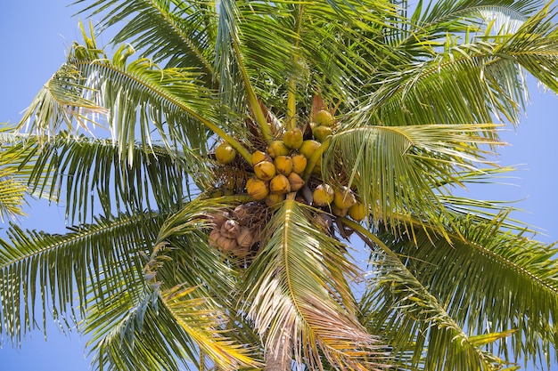 Foto het perspectiefmening van de kokosnotenpalm van vloer omhoog hoog