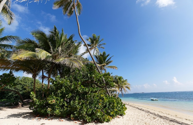 Het pittoreske caribische strand martinique eiland frans west-indië