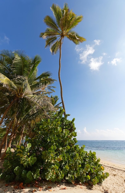 Het pittoreske Caribische strand Martinique eiland Frans West-Indië