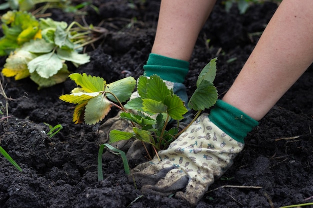 Het planten van aardbeien in de tuin