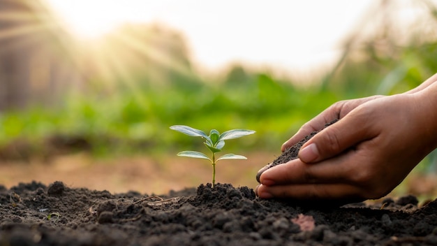 Het planten van bomen en het planten van bomen, inclusief het handmatig planten van bomen door boeren, ideeën voor plantengroei.