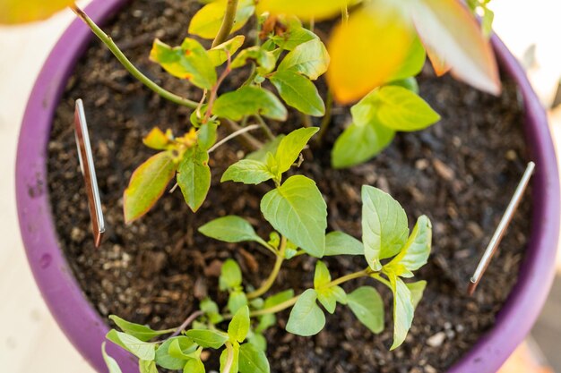 Het planten van bosbessenplant in een tuinplantpot.