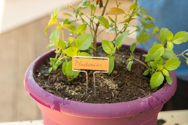 Het planten van bosbessenplant in een tuinplantpot.