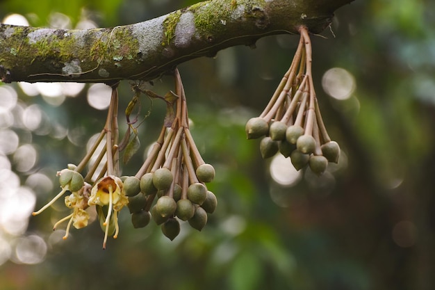 Het planten van durian bomen durian bladeren