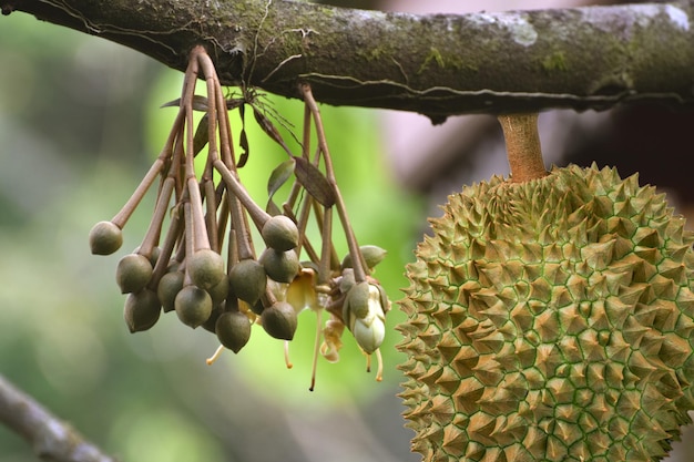 Het planten van durian bomen durian bladeren