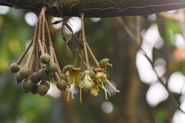 Het planten van durian bomen durian bladeren